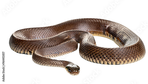 Python Isolated on transparent Background, PNG.