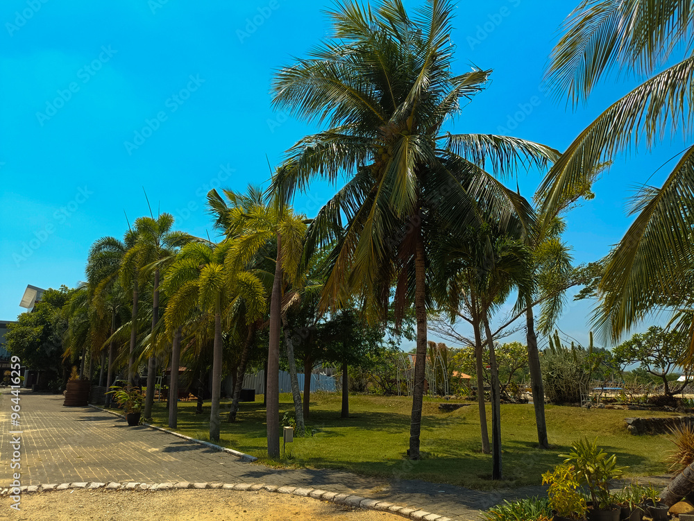 Rows of Palm and Coconut Trees Under a Bright and Calm Blue Sky, Serene and Beautiful Rows of Palm and Coconut Trees Under a Bright and Calm Blue Sky, Serene and Beautiful