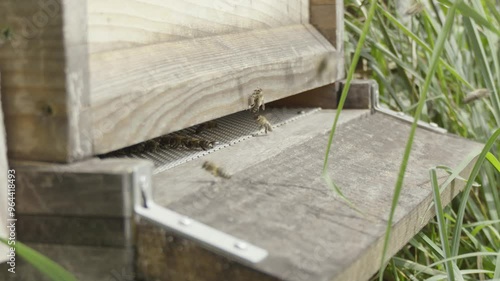 Bees are making honey in the wooden bee box. Flying insects are entering and exiting the entrance of a wooden beehive.  photo