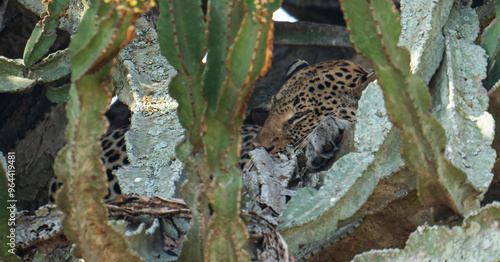 leopard lying in a cactus tree in Uganda