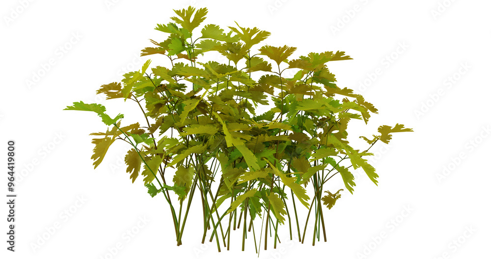 Fresh Green Parsley Bunch Isolated on Black Background Fresh Green Parsley Bunch Isolated on Black Background
