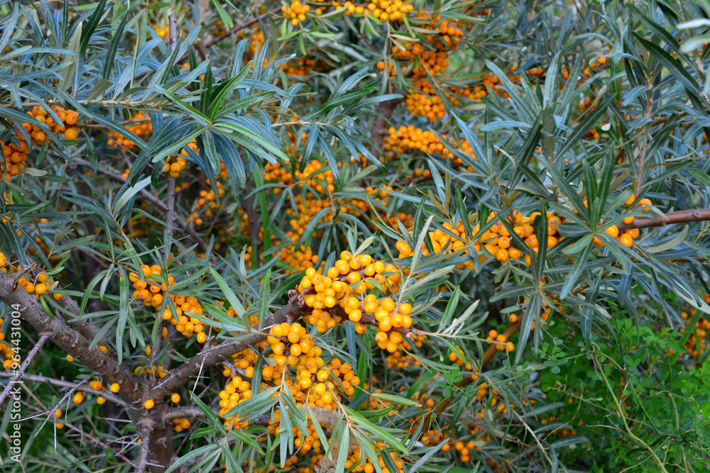 branches of sea buckthorn tree with orange berries and green leaves wallpaper branches of sea buckthorn tree with orange berries and green leaves wallpaper