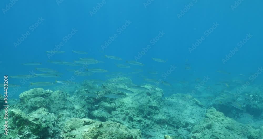 boops boops linnaeus fish school underwater reflections and shadows background at the sandy bottom of ocean boops boops linnaeus fish school underwater reflections and shadows background at the sandy bottom of ocean