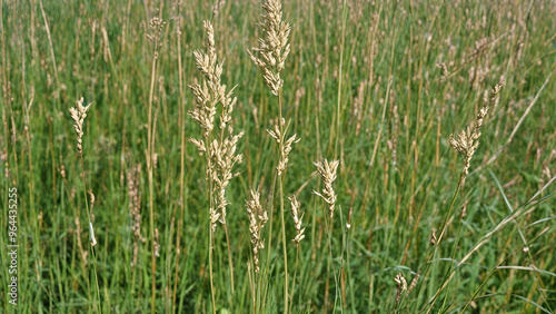 Sporangium (bur-reed) Meadow foxtail (Alopecurus pratensis), flowering, Lower Saxony, Germany landscape background, 