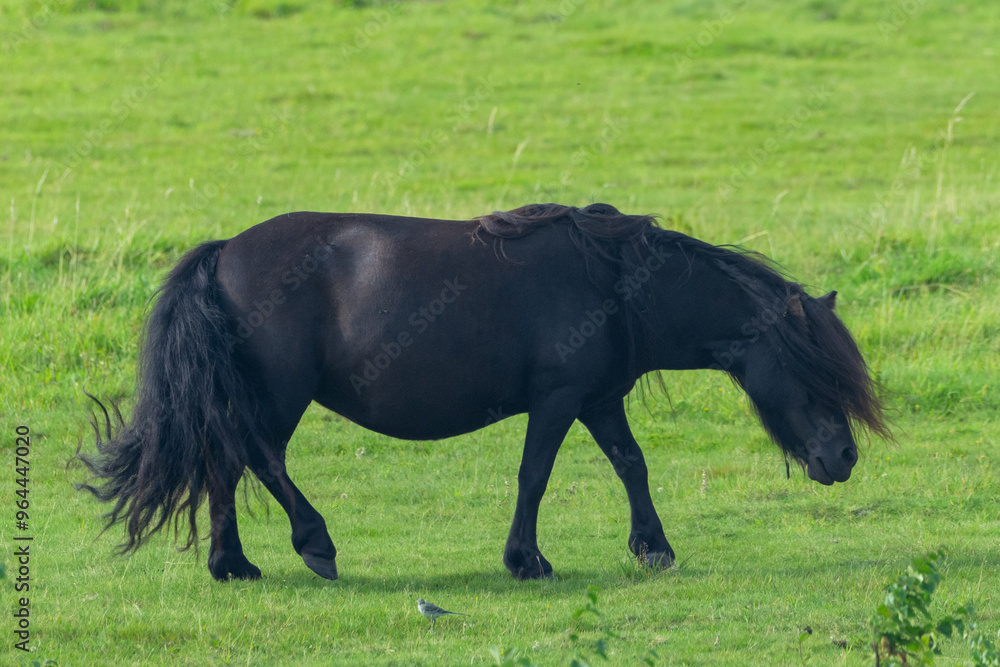 Brown shetland pony standing on green meadow Brown shetland pony standing on green meadow