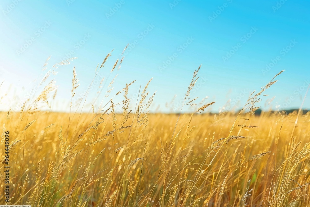 Fototapeta premium Grassland Meadow A wide view of a vast