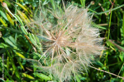 close-up: fluffy hairy achenes of common salsify photo