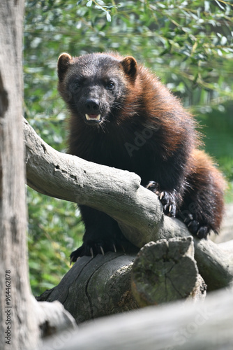siberian wolverine animals zoo