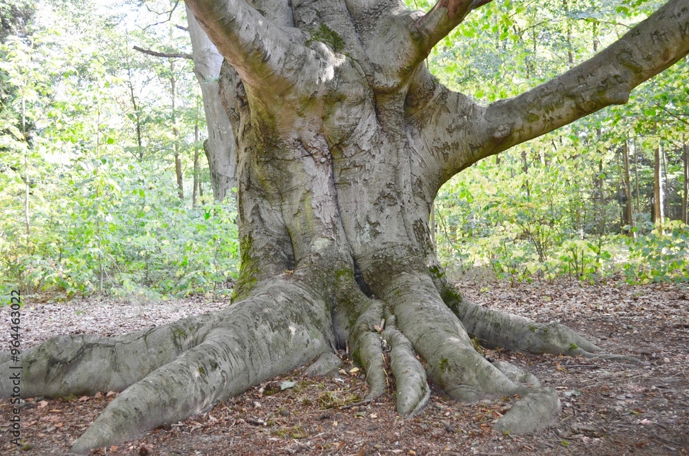 old massive tree trunk old massive tree trunk