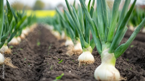 A Close Up of Leeks Growing on a Farm