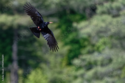 Crave à bec rouge - Pyrrhocorax pyrrhocorax photo