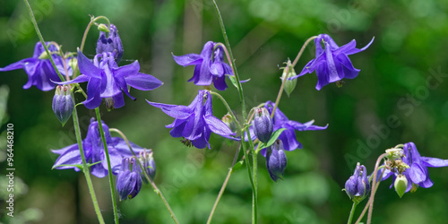 Ancolie commune - Aquilegia vulgaris