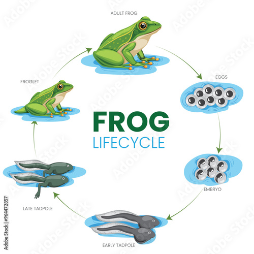 Tableau sur toile Frog Lifecycle From Egg to Tadpole to Adult Frog