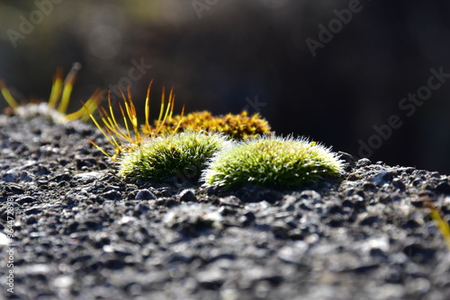 Moos auf Mauer im Lichtspiel