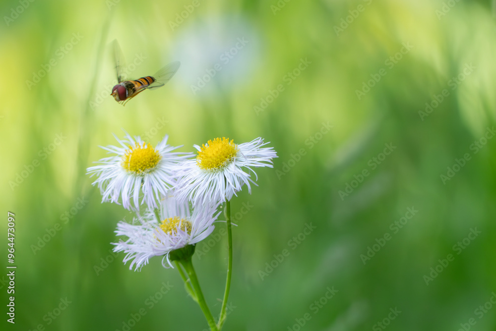 Obraz premium ホバリングして花を渡り映る小さなヒラタアブ