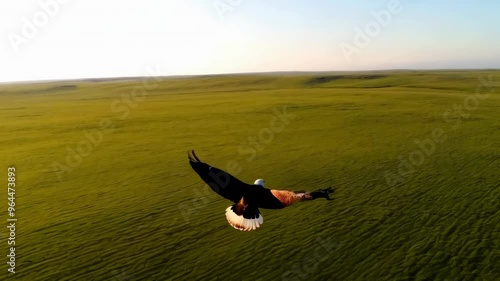 An eagle flies across a green field