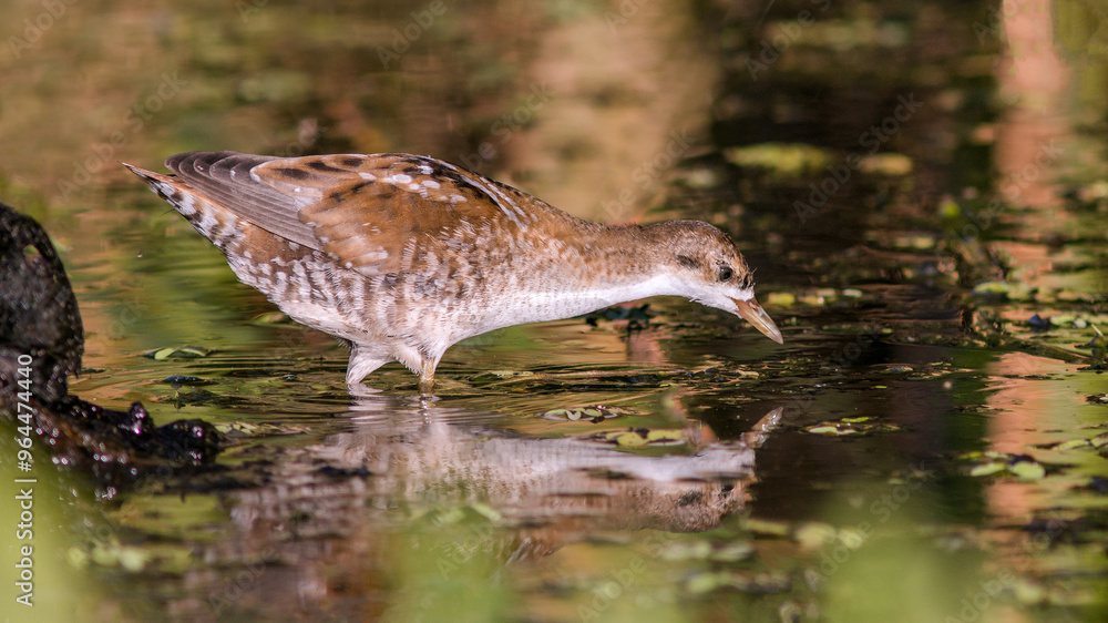 Fototapeta premium great crested grebe