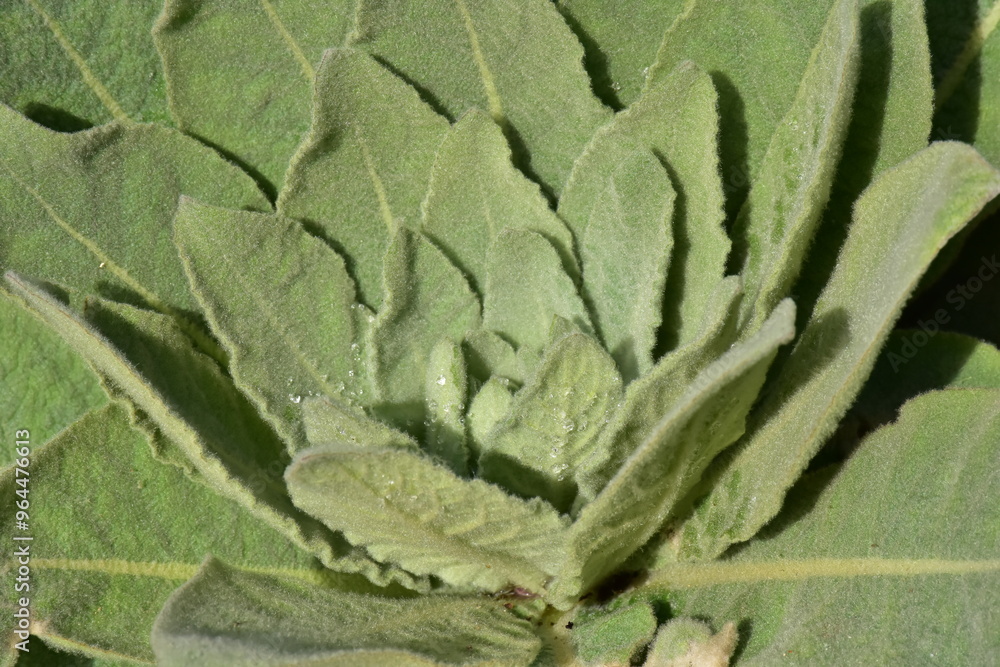 Fototapeta premium Königskerze Verbascum thapsus