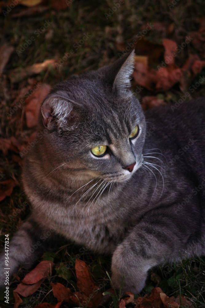 Obraz premium Katze