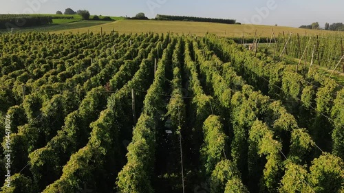 Bavaria and the world wide biggest Hops field region with a fly over scene during September harvesting phase photo