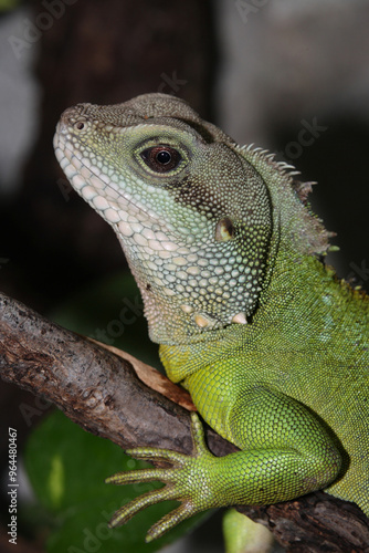 Grüne Wasseragame sitzt auf einem Ast photo