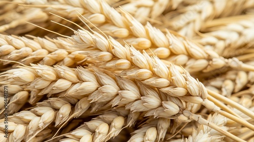 A close-up image of wheat stalks, showing the heads of grain. This image is perfect for packaging designs and has a clear background.