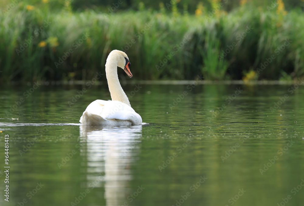 elegant swan on the lake, swan reflected in the water, beautiful mute swan, swan swimming in the pond elegant swan on the lake, swan reflected in the water, beautiful mute swan, swan swimming in the pond