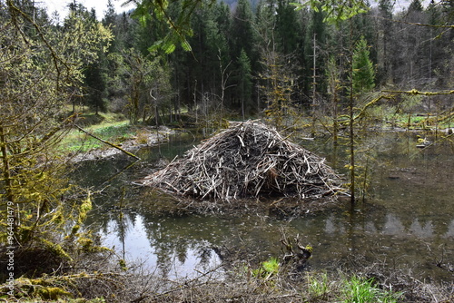 Biberbau in wilder Natur photo