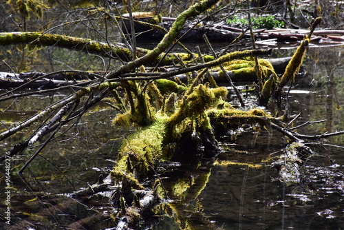 Wilde Natur mit Moos in Biberstaudamm