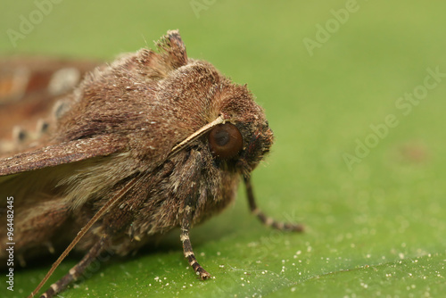 Closeup on a Bright-line brown-eye owlet moth, lacanobia oleracea on wood photo