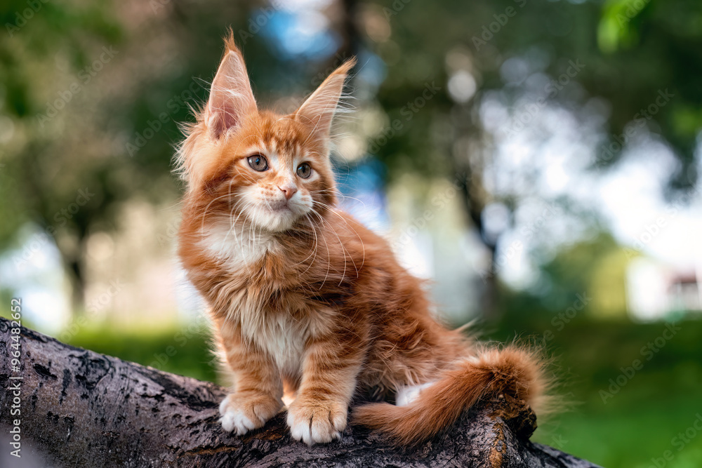 Obraz premium A very beautiful Maine kitten sitting on the tree in nature.