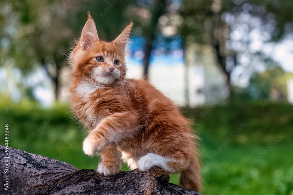 A very beautiful Maine kitten sitting on the tree in nature. A very beautiful Maine kitten sitting on the tree in nature.