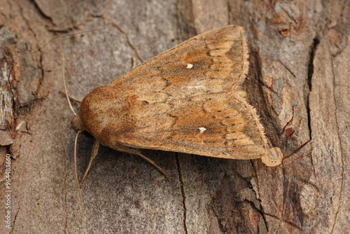 Closeup on a white-point owlet moth, Mythimna albipuncta on wood photo