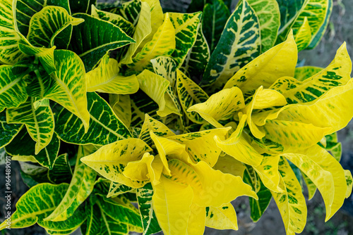 Close-up of the leaves of Croton plant Codiaeum Petra. photo