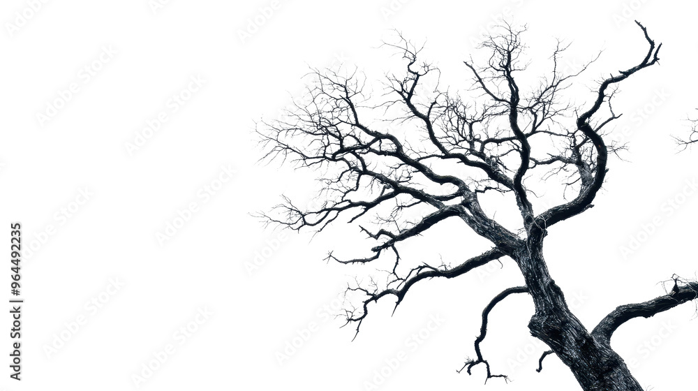 Fototapeta premium Spooky Halloween Tree with Gnarled Branches Reaching Skyward on White Background