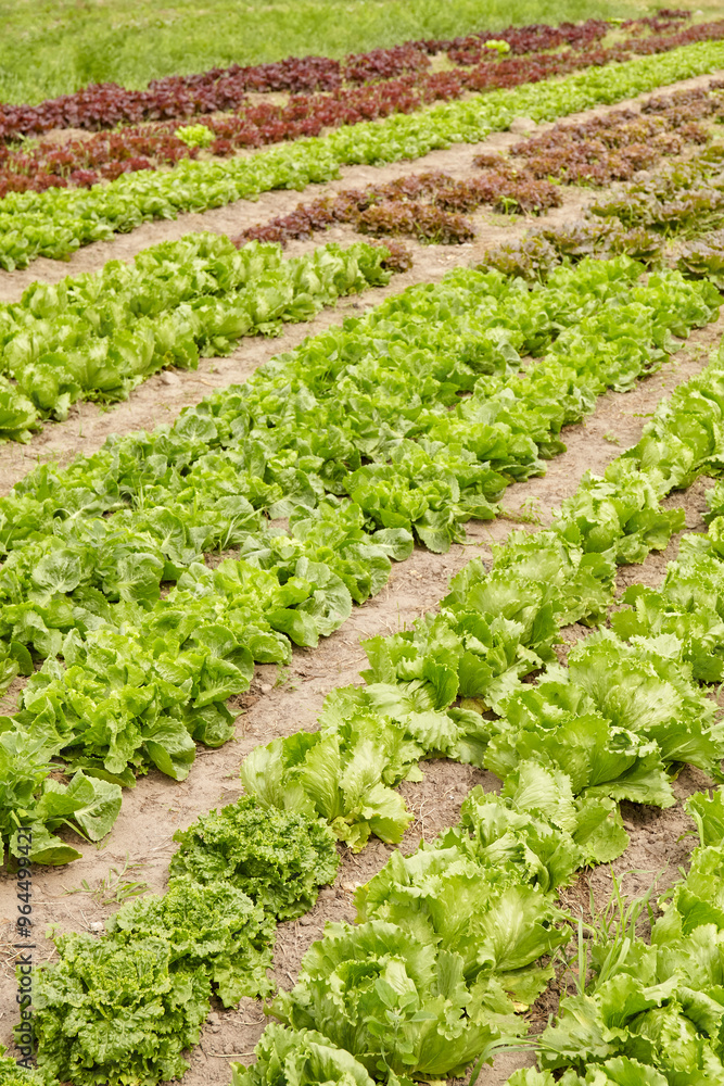 Rows of lettuce on an organic farm, selective focus. Rows of lettuce on an organic farm, selective focus.