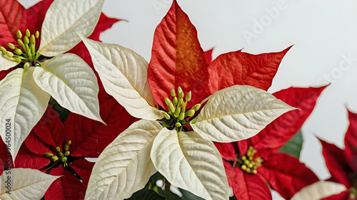 Poinsettia flowers on white background