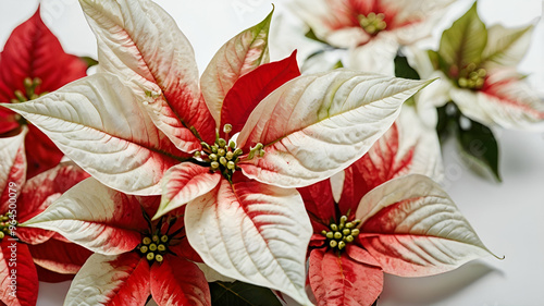 Poinsettia flowers on white background