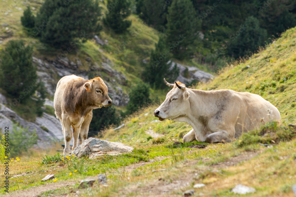 cow and calf gazing tenderly at each other in high mountain pasture cow and calf gazing tenderly at each other in high mountain pasture