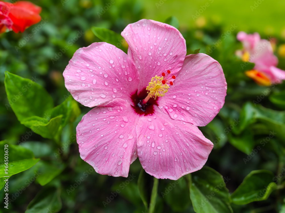 Colorful Hibiscus rosa-sinensis blooming in the garden. Colorful Hibiscus rosa-sinensis blooming in the garden.