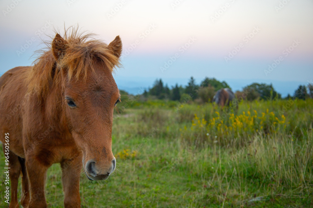 Fototapeta premium Grayson Highlands wild ponies at sunset