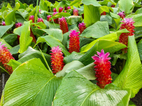 The beauty of Curcuma sessilis flowers blooming in the garden. photo