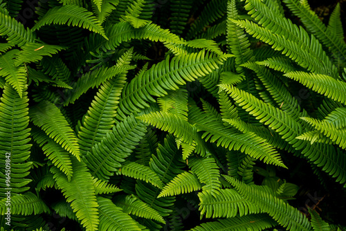 Bright Green Sword Fern In Mount Rainier