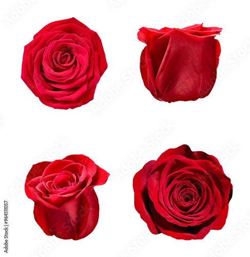 flower rose petal blosspm background