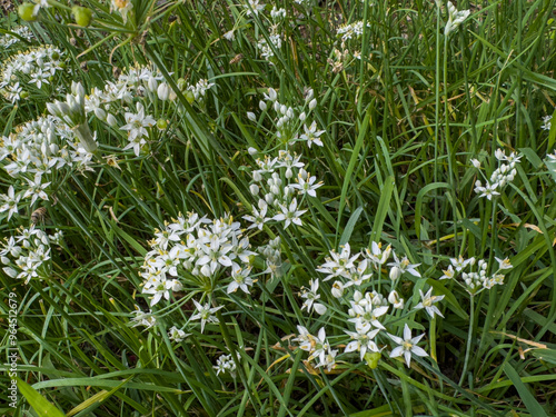 white flowers of Garlic chives, Oriental garlic, Chinese chives
