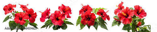 Vibrant red hibiscus flowers in full bloom with lush green leaves creating a beautiful natural floral border.