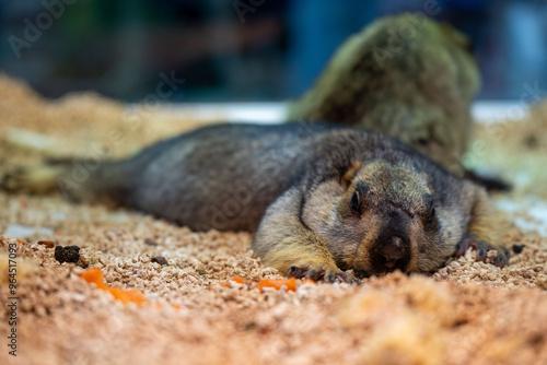 A relaxed groundhog lounging comfortably in its habitat during a warm afternoon exploration