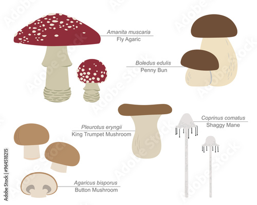 Cuadro en lienzo mushroom collection with species names