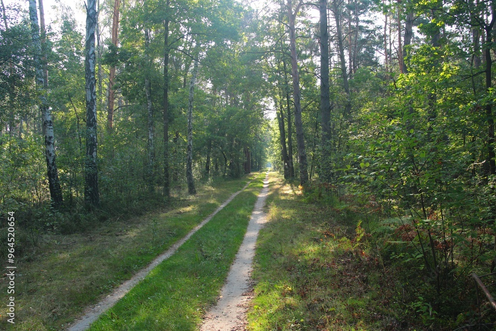 Obraz premium Leśny dukt o świcie