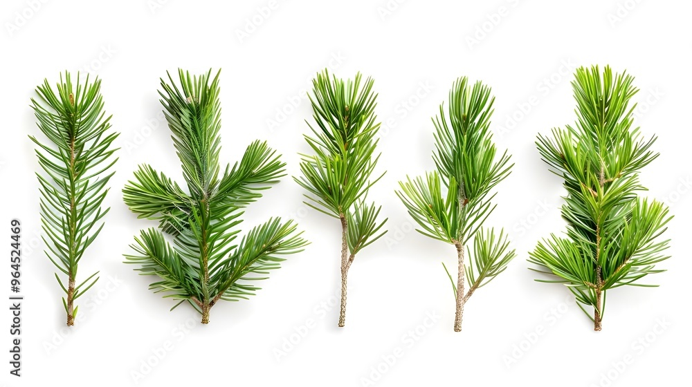 isolated pine leaves isolated pine leaves